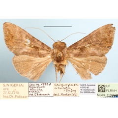 /filer/webapps/moths/media/images/A/allocota_Stigmoplusia_A_MGCLa_01.JPG