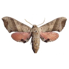 /filer/webapps/moths/media/images/U/udoschmidti_Rufoclanis_HT_EMEMa.jpg