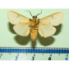 /filer/webapps/moths/media/images/Q/quadrilunata_Eyralpenus_A_Goffb_01.jpg