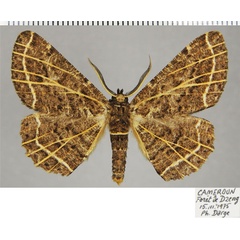 /filer/webapps/moths/media/images/C/clarivenata_Colocleora_AM_ZSMa.jpg