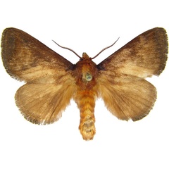 /filer/webapps/moths/media/images/J/julia_Natada_AM_MCJM.jpg