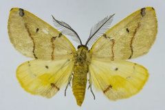 Phoenicocampa terinata