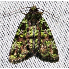 /filer/webapps/moths/media/images/M/melanochlora_Iambia_A_Braun_05.jpg