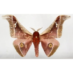 /filer/webapps/moths/media/images/N/nyungwe_Pseudoludia_A_Legrain.jpg
