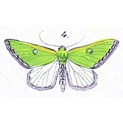 /filer/webapps/moths/media/images/T/trimeni_Omphax_HT_Felder_1875_127-4.jpg