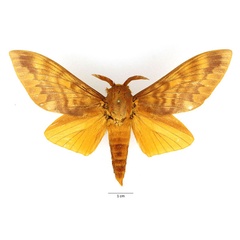 /filer/webapps/moths/media/images/I/imperialis_Gonometa_AM_Basquin_02.jpg