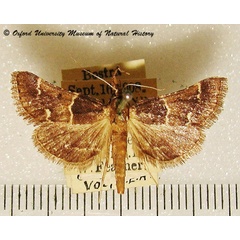 /filer/webapps/moths/media/images/V/varians_Loryma_A_OUMNH_01.jpg