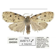 /filer/webapps/moths/media/images/C/campo_Siccia_HT_ANHRT.jpg