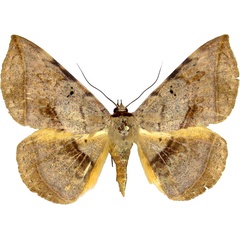 /filer/webapps/moths/media/images/C/capensis_Hypopyra_AF_MCJM.jpg