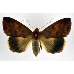 /filer/webapps/moths/media/images/H/hypoxantha_Ophiusa_A_NHMO.jpg