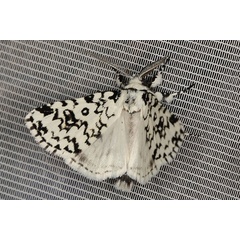/filer/webapps/moths/media/images/O/octophora_Dasychira_AM_Heynsb.jpg