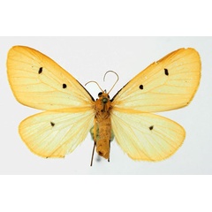 /filer/webapps/moths/media/images/T/tripunctata_Soloe_AF_Basquin.jpg