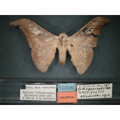 /filer/webapps/moths/media/images/O/olivescens_Orthogonioptilum_HT_RMCA_01.jpg