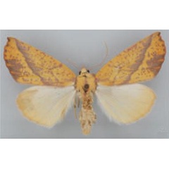 /filer/webapps/moths/media/images/I/instabilis_Terpnostola_PT_TMSA.jpg