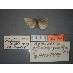 /filer/webapps/moths/media/images/G/griseoargeneta_Caripodia_HT_RMCA_02.jpg