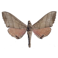 /filer/webapps/moths/media/images/V/verdeciae_Rufoclanis_HT_EMEMa.jpg