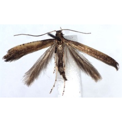 /filer/webapps/moths/media/images/A/azaleella_Caloptilia_A_WJDP.jpg