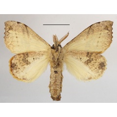 /filer/webapps/moths/media/images/M/medjensis_Paratrotonotus_A_MGCLb_01.JPG