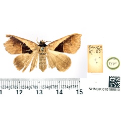 /filer/webapps/moths/media/images/B/biangulata_Hypaetra_HT_BMNH.jpg