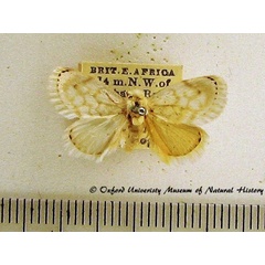 /filer/webapps/moths/media/images/A/auricincta_Niphadolepis_A_OUMNH.jpg