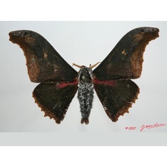 /filer/webapps/moths/media/images/A/agathylla_Micragone_A_Alberta_01.jpg