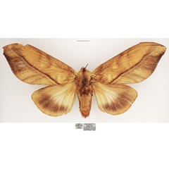 /filer/webapps/moths/media/images/S/subfascia_Pachyna_AF_TMSA_02.jpg