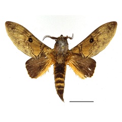 /filer/webapps/moths/media/images/A/alena_Gastroplakaeis_AM_Basquin_02.jpg