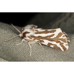 /filer/webapps/moths/media/images/V/vocula_Paralacydes_A_Heyns_02.JPG