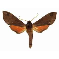 /filer/webapps/moths/media/images/C/calcareus_Afroclanis_AM_Basquin_02.jpg