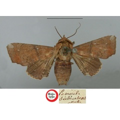 /filer/webapps/moths/media/images/S/subrubens_Penicillaria_HT_BMNH.jpg