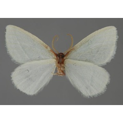 /filer/webapps/moths/media/images/N/neglecta_Omphax_HT_ZSM_02.jpg