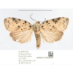 /filer/webapps/moths/media/images/P/punctilinea_Pardasena_AM_NHMUK.jpg