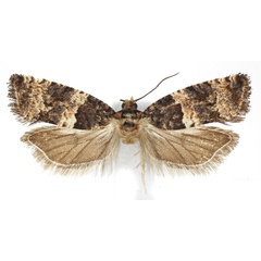 /filer/webapps/moths/media/images/S/scenica_Gypsonoma_AM_ISEA_02.jpg