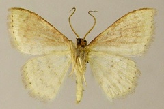 Scopula gibbivalvata