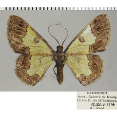 /filer/webapps/moths/media/images/V/volsella_Zamarada_AF_ZSM.jpg