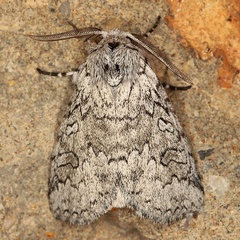 /filer/webapps/moths/media/images/V/vilis_Dicranuropsis_AM_Heyns.jpg