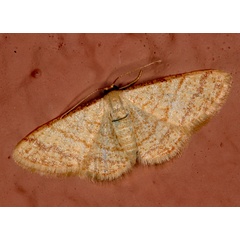 /filer/webapps/moths/media/images/A/auranticollis_Heterostegane_A_Roland_01.jpg