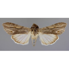 /filer/webapps/moths/media/images/P/perstriata_Cucullia_A_RMCA_01.jpg