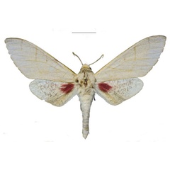 /filer/webapps/moths/media/images/M/morogoroensis_Neoclanis_PTM_EMEMa.jpg