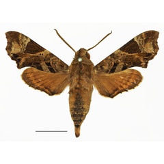 /filer/webapps/moths/media/images/F/fuscata_Temnora_AM_Basquin_03a.jpg