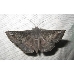 /filer/webapps/moths/media/images/A/albangula_Ericeia_A_Bippus.jpg