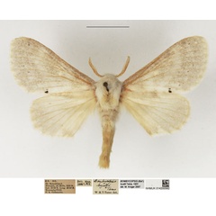 /filer/webapps/moths/media/images/H/hyatti_Bombycopsis_AM_NHMUK.jpg