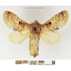 /filer/webapps/moths/media/images/M/maculata_Odontocheilopteryx_AF_NHMUK_01.jpg