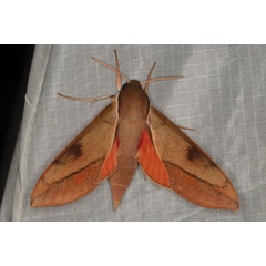 /filer/webapps/moths/media/images/C/capensis_Theretra_A_Heyns_02.jpg