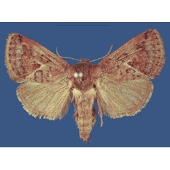 /filer/webapps/moths/media/images/N/nanyukiensis_Kayamuhakaia_HT_NMK.jpg