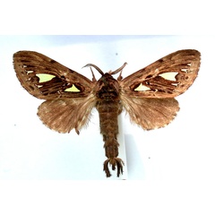 /filer/webapps/moths/media/images/A/argyraspis_Ptilura_A_Revell.jpg