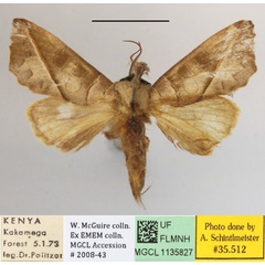 /filer/webapps/moths/media/images/O/olivacea_Peratodonta_A_MGCLa_03.JPG