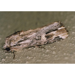 /filer/webapps/moths/media/images/V/versicolora_Magusa_A_Roland_01_G5EWlR8.jpg