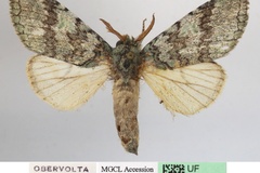 Chlorocalliope calliope