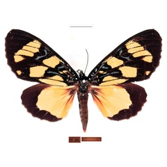 /filer/webapps/moths/media/images/K/karschii_Heraclia_AF_RBINS.jpg